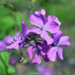 Лунник многолетний, или лунник оживающий (Lunaria rediviva)