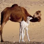 Самка одногорбого верблюда с малышом