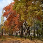 Деревья вдоль осенней дорожки, усыпанной рыжими листьями.
