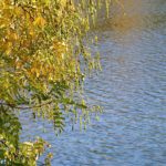 Софора осенью над блестящей гладью воды.