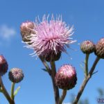 Розовый осот, или бодяк полевой (Cirsium arvense)