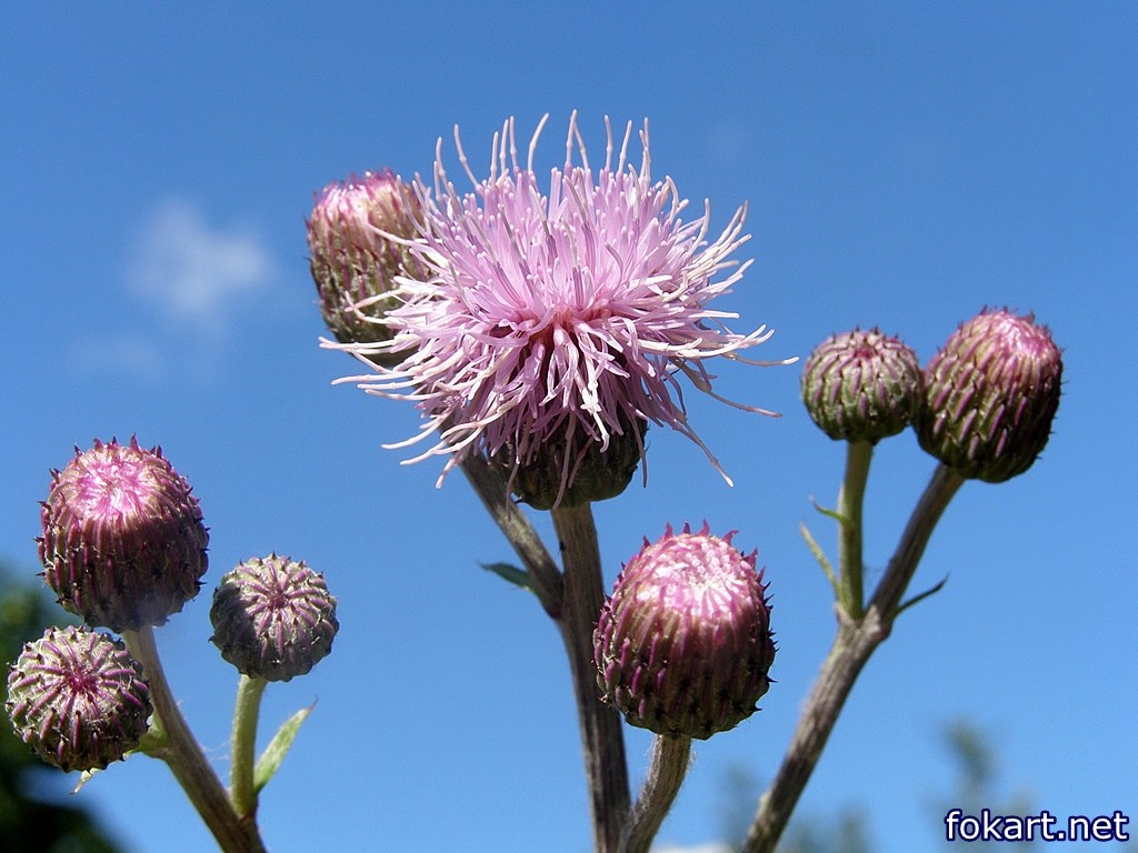Розовый осот, или бодяк полевой (Cirsium arvense)