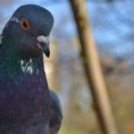 Сизый голубь (Columba livia) вблизи