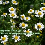 Ромашки. Природа прекрасна