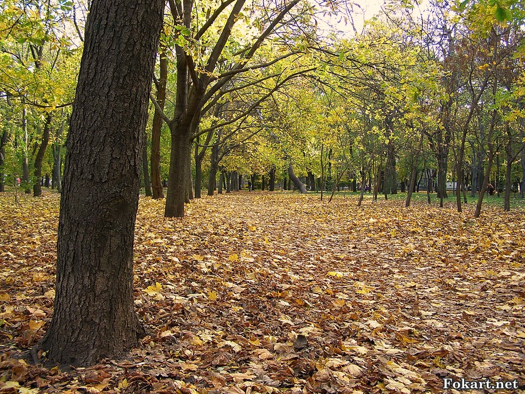 Рыжий ковёр из осенних листьев в парке.