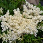Цветение рябинника рябинолистного ( sorbaria sorbifolia) продолжается всё лето