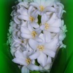 Белый гиацинт в зелени. Открытка - С первым днём весны!