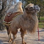 Двугорбый верблюд, или бактриан (Camelus bactrianus) светлой окраски