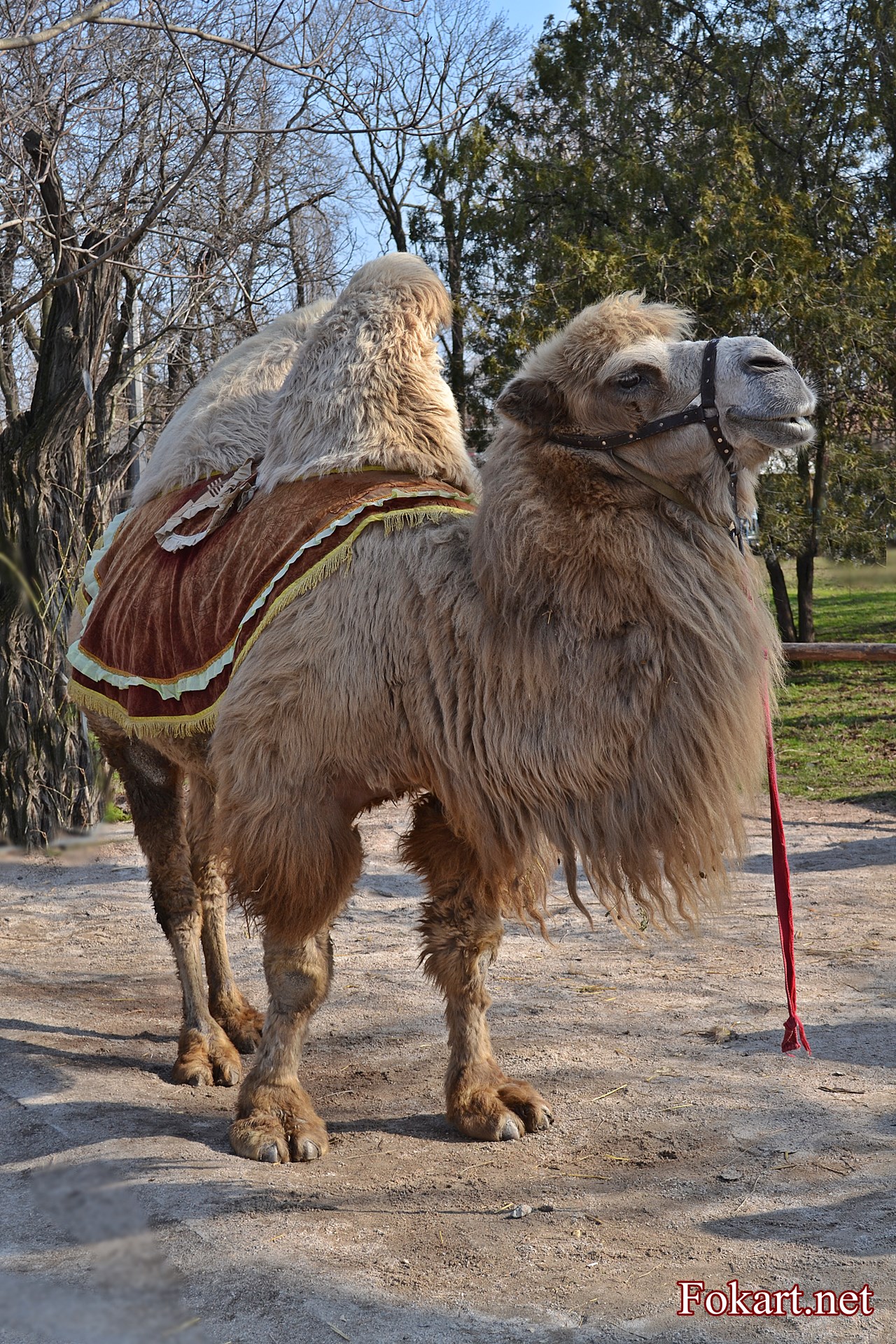 Двугорбый верблюд, или бактриан (Camelus bactrianus) светлой окраски