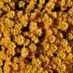 Букет мелких жёлтых хризантем, каждая из которых похожа на маленькое солнышко, в лучах солнечного света