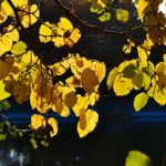 Золотые листья над водой, насквозь просвеченные солнцем.