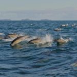 Стая плывущих дельфинов