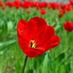 Красный тюльпан в зелени на фоне тюльпанов.