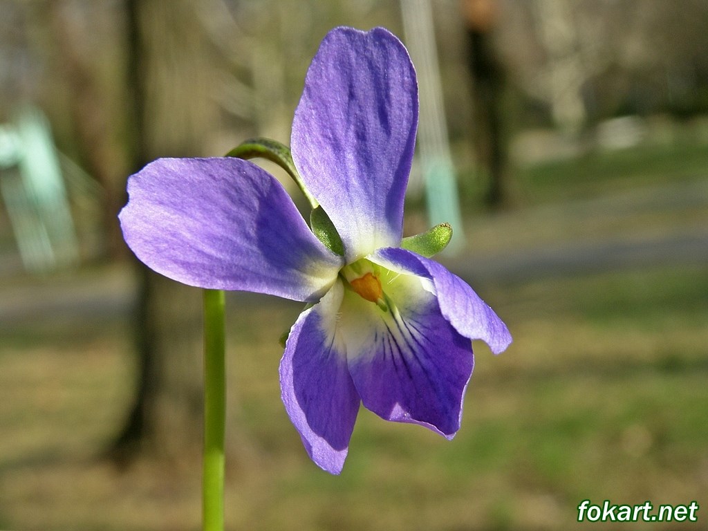 Фиалка душистая (Viola odorata) вблизи
