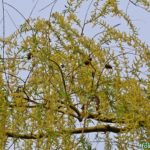 Ветка ивы в конце апреля