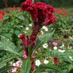 Целозия, или Петуший гребешок (Celosia cristata)