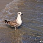 Молодая средиземноморская чайка у кромки воды