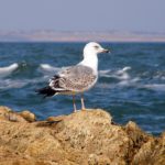 Молодая средиземноморская чайка на скалистом камне в море