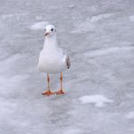 Черноморская чайка на льду замёрзшего у берега моря