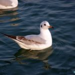 Чайка черноморская на глади моря