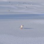 Чайки на льду замёрзшего пруда в городском парке