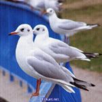 Чайки, присевшие отдохнуть на перила. Фото-картинка