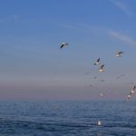Стая чаек, пролетающих над гладью моря