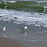 Две чайки, шагающие по берегу моря.