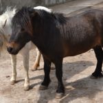 Шетлендские пони, коричневый и светлый