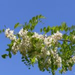 Цветущая ветка Робинии обыкновенной