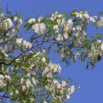 Цветущая ветка белой акации, или Робинии обыкновенной (Robinia pseudoacacia)