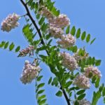 Цветущая ветка Робинии щетинистоволосой (Robinia hispida), по-народному - розовой акации.