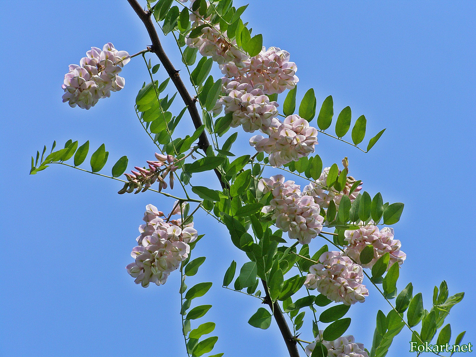 Цветущая ветка Робинии щетинистоволосой (Robinia hispida), по-народному - розовой акации.