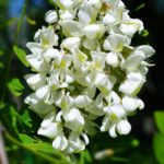 Белое соцветие Робинии обыкновенной (Robinia pseudoacacia) имеет форму поникающей кисти и несравненный аромат