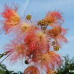 Пушистые "кисточки" альбиции ленкоранской (Albizia julibrissin) на фоне неба.