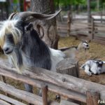 Бородатый козёл, коза и козлёнок, отдыхающий на камне