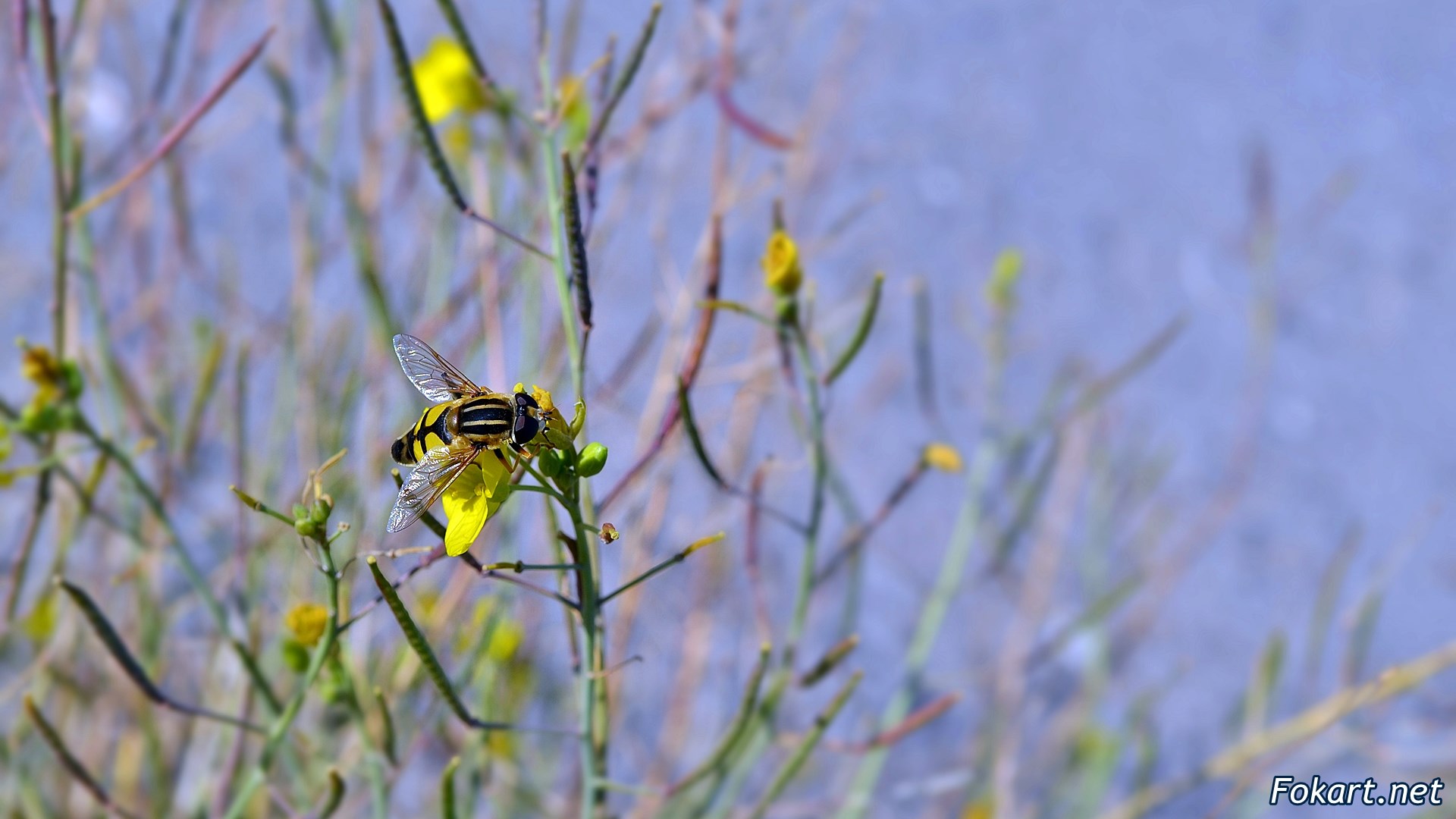 Муха журчалка Пижамница (Helophilus pendulus)
