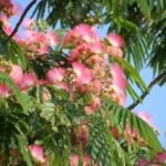 Роскошное цветение альбиции ленкоранской (Albizia julibrissin). Яркие и душистые соцветия среди красивых листьев.
