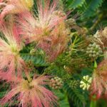 Альбиция ленкоранская (Albizia julibrissin). Цветки и зелёные листья.