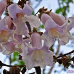 Крупные сиреневые колокольчатые цветки павловнии (Paulownia), или Адамова дерева