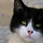 Кот с пятнистым носиком