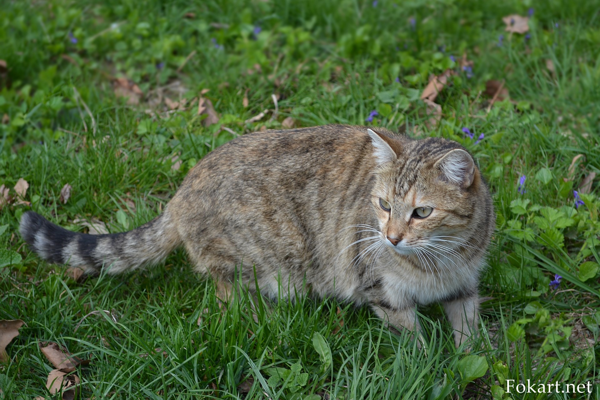 Кошка в весенней траве