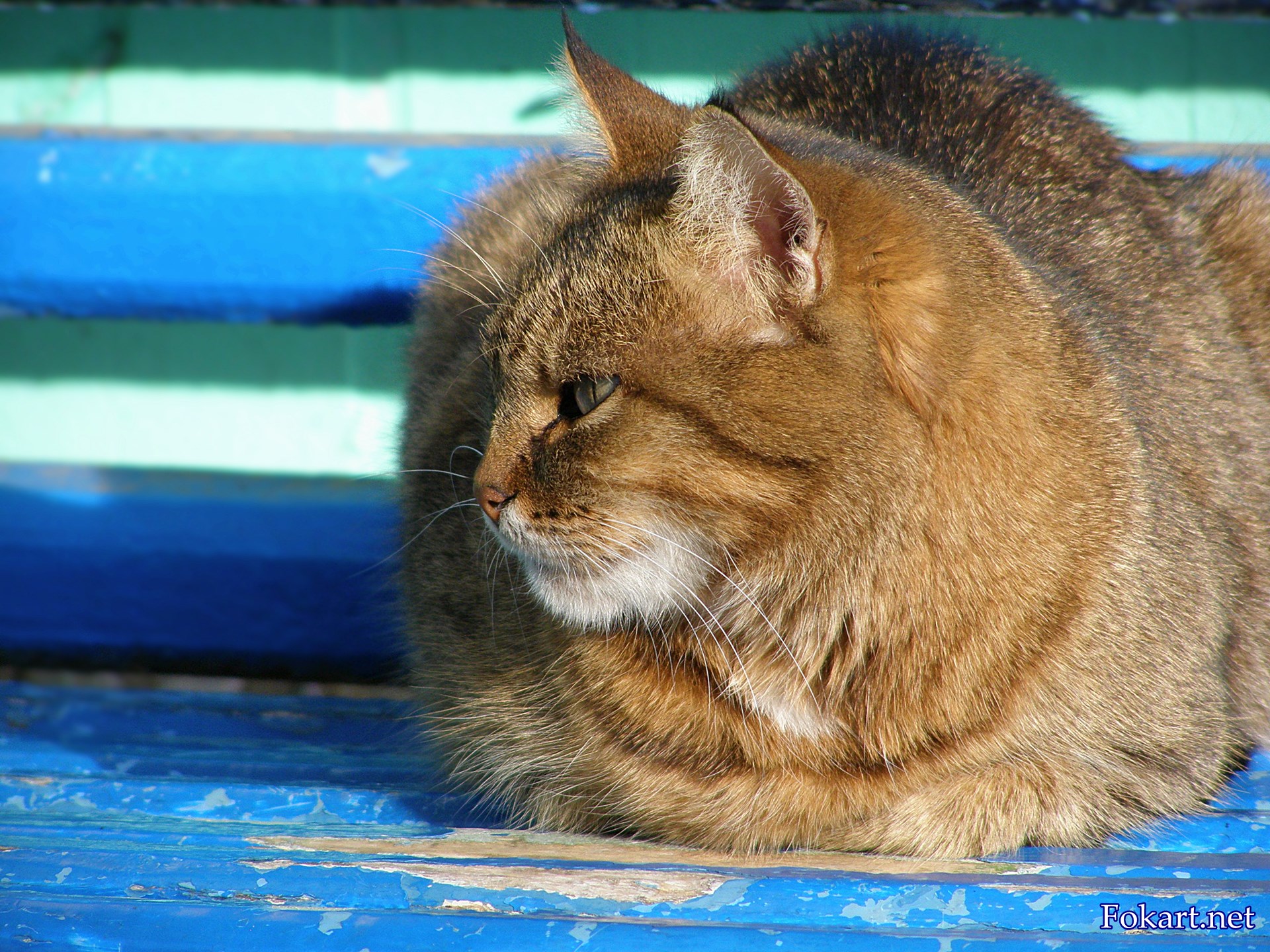 Кошка отдыхает на скамейке