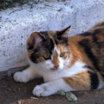 Трёхцветная кошка, затаившаяся возле бордюра