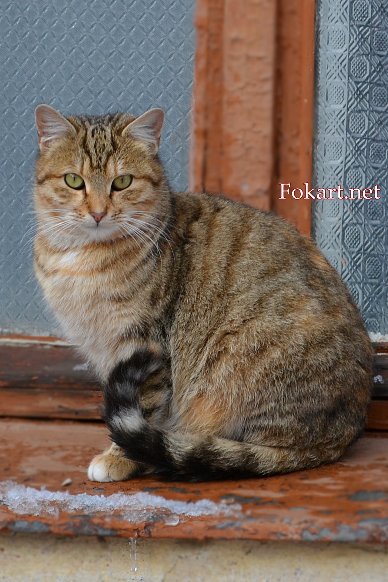 Кошка у окошка
