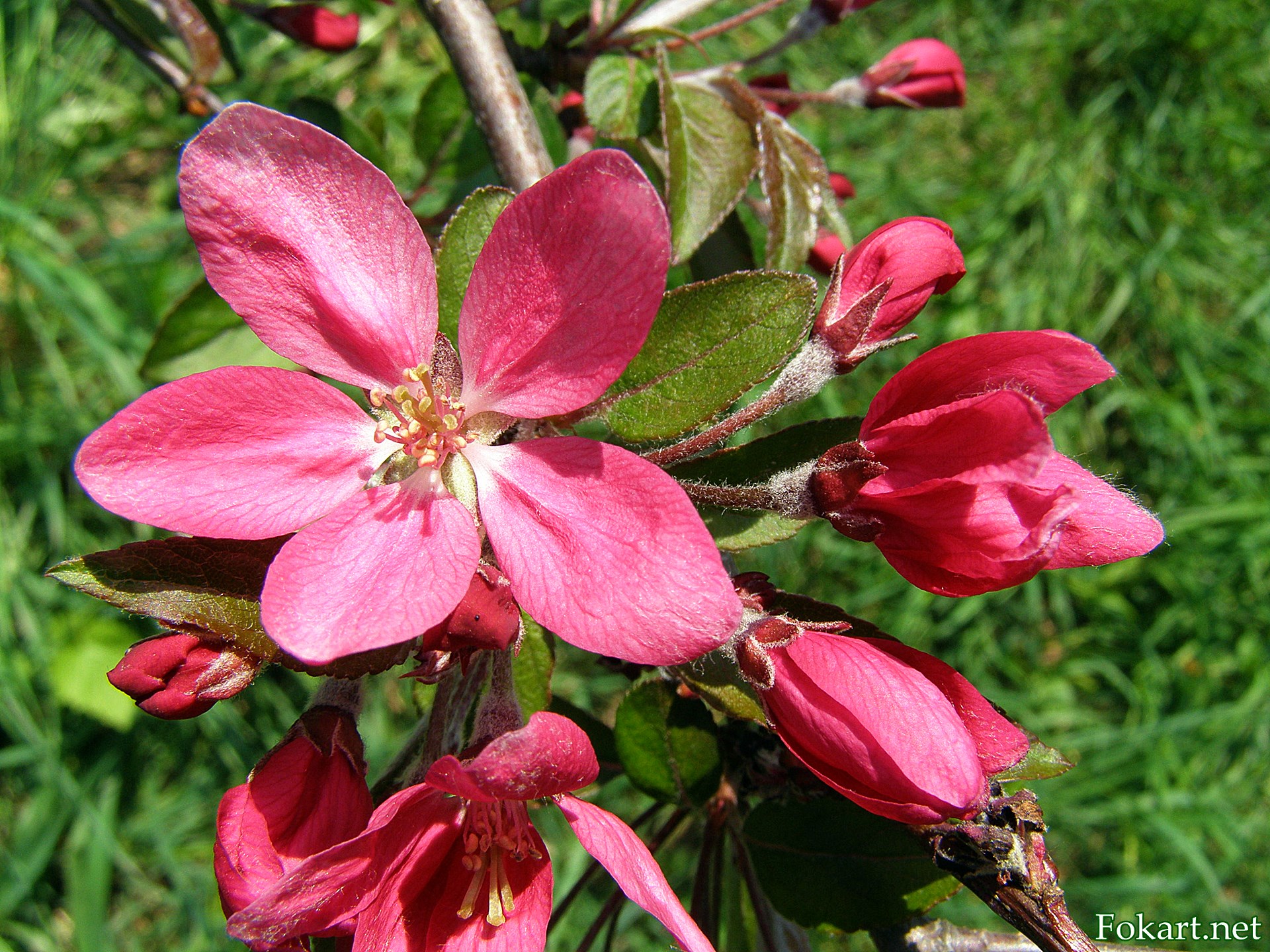Красные цветочки яблони пурпурной (Malus purpurea)