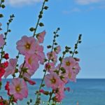 Цветущая мальва на фоне моря.