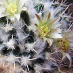 Цветущая маммиллярия Карвинского (Mammillaria karwinskiana) крупным планом