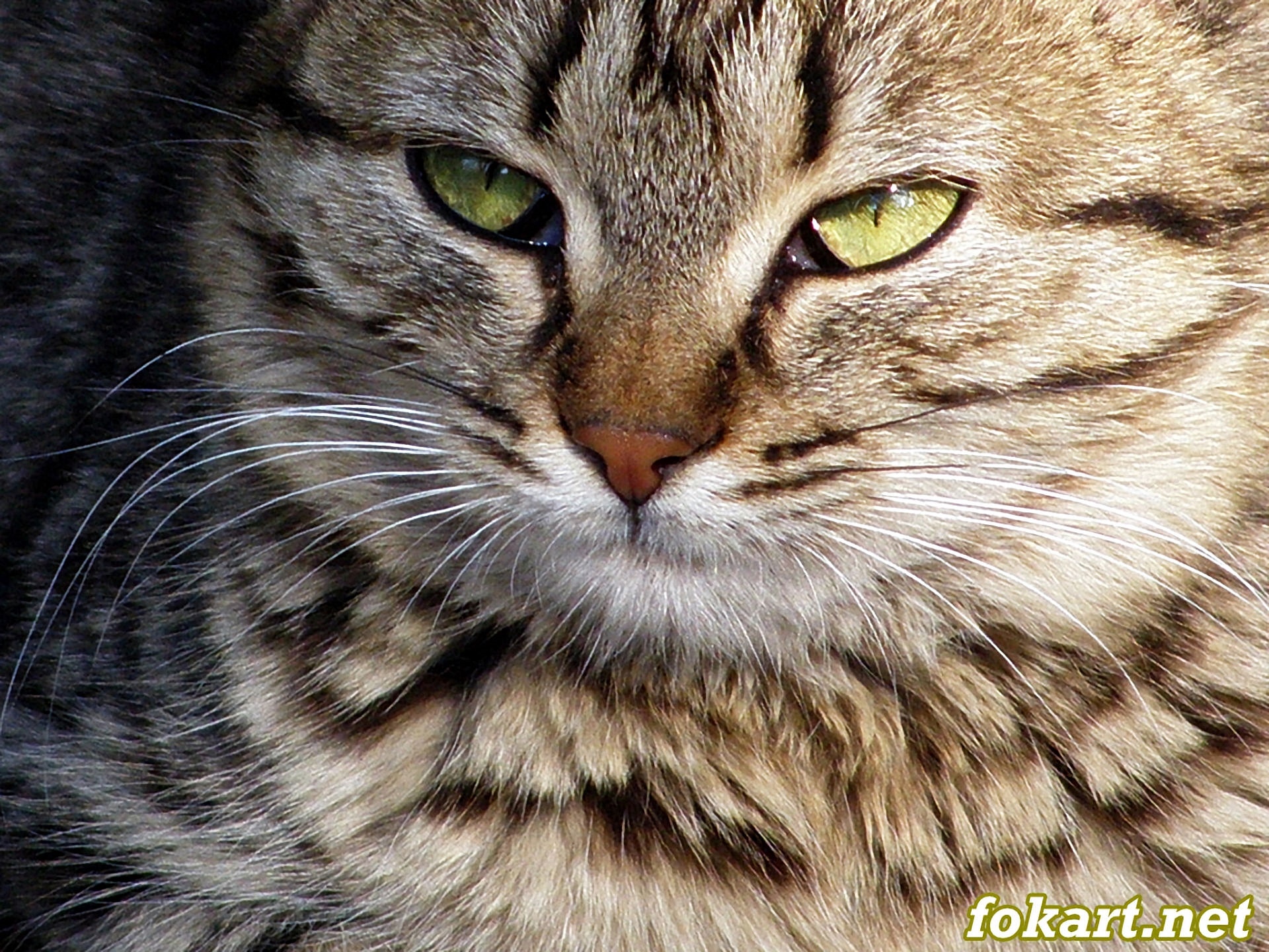Мордочка спящей кошки, фото