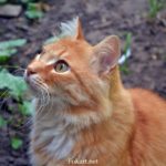 Рыжий кот, ожидающий угощения